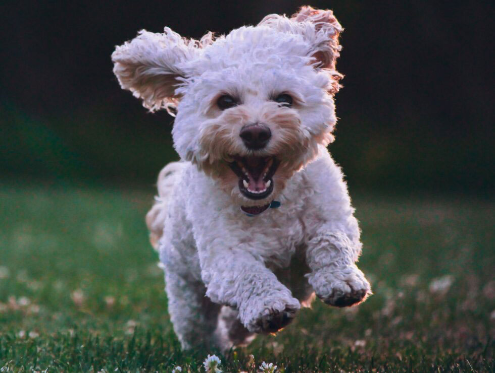 Happy white dog running - Greenville SC dog friendly places to live