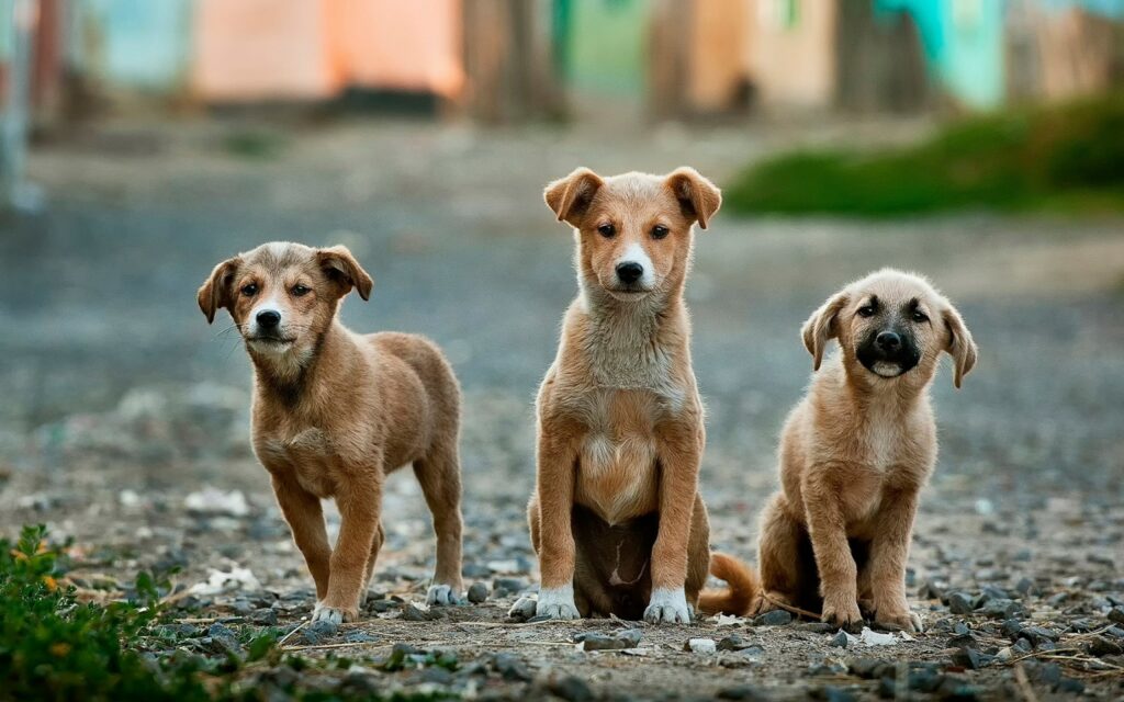 Three small brown dogs lined up side by side on asphalt road facing forward