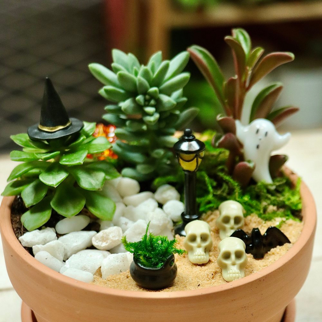 spooky succulent garden