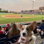 Corgi at a Greenville Drive game