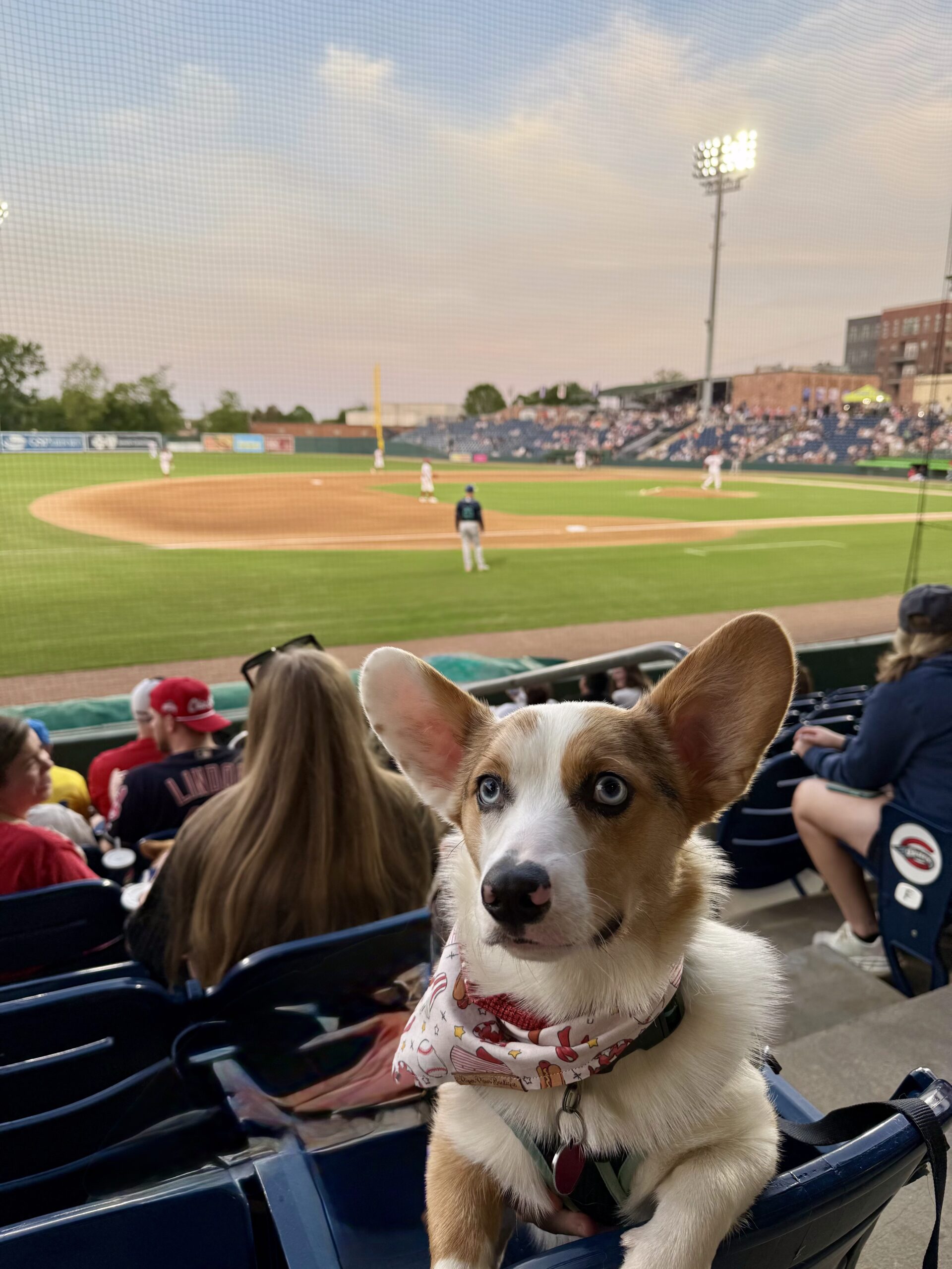 Corgi at a Greenville Drive game